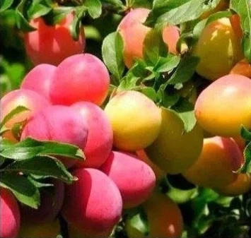 Алыча Персиковая